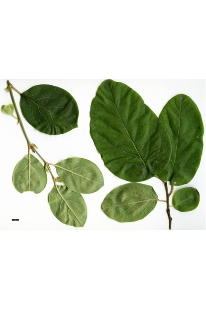 Листя айви яблуковидної